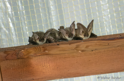 Fledermaus-Ausstellung im Naturparkzentrum