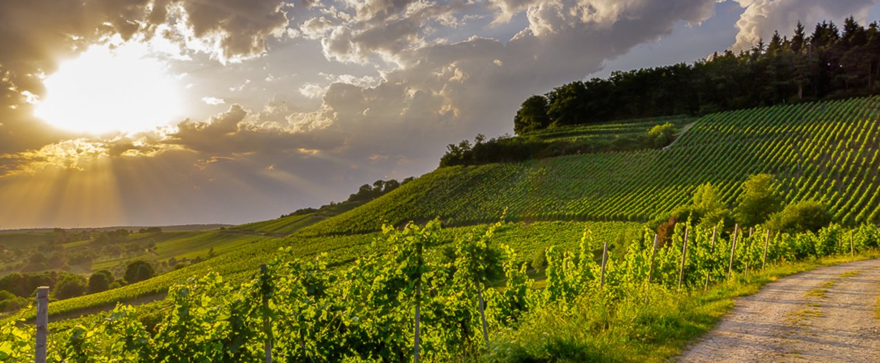 Wein. Wald. Wohlfühlen.