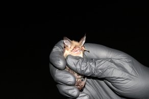 Bechsteinfledermaus beim Monitoring mit Netzfang