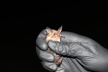 Gefangene Bechsteinfledermaus - nach der Untersuchung und Vermessung der Tiere erhalten sie einen Sender und werden wieder in die Freiheit entlassen
