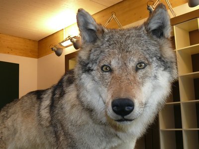 Naturparkwolf - Reminiszenz an den letzten freilebenden Wolf Württembergs