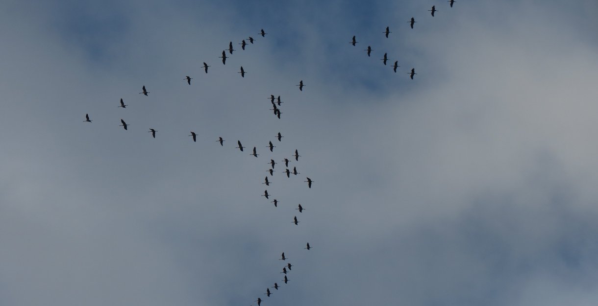 Kraniche am Himmel beim Zug in Flugformation