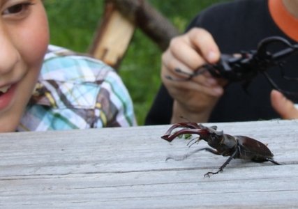 Hirschkäfer - Naturerlebnis aus erster Hand
