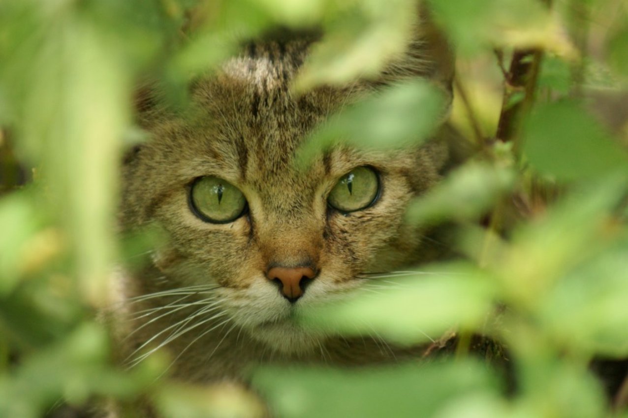 Die Welt der Wildkatze